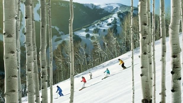 Skiers coming down through the aspens at Beaver Creek
