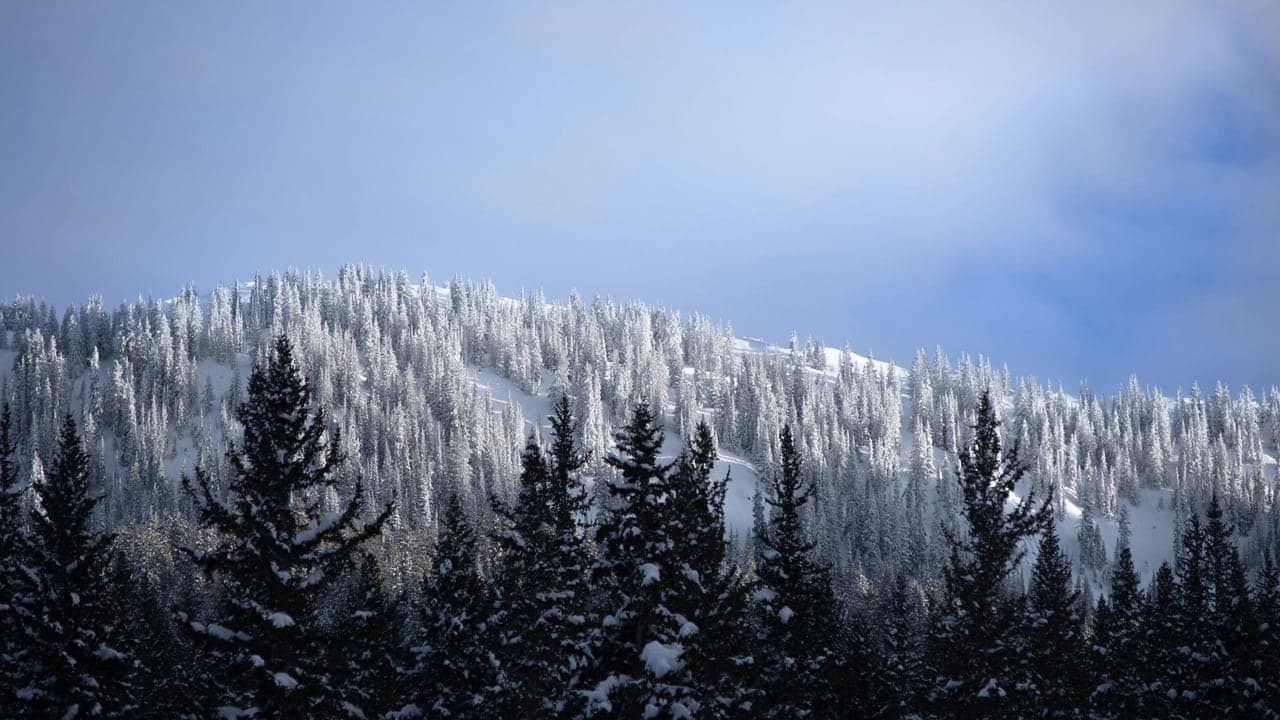 Snow covered pine trees lining a groomed ski slope under a clear blue sky